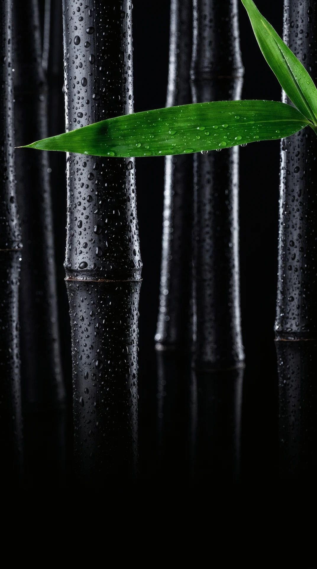 Black Bamboo Fresh Water Droplets Zen 4K AMOLED Wallpaper - Free 4K mobile Wallpaper