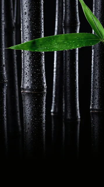 Matte black bamboo stalks covered in clear water droplets with a vivid green leaf accent.