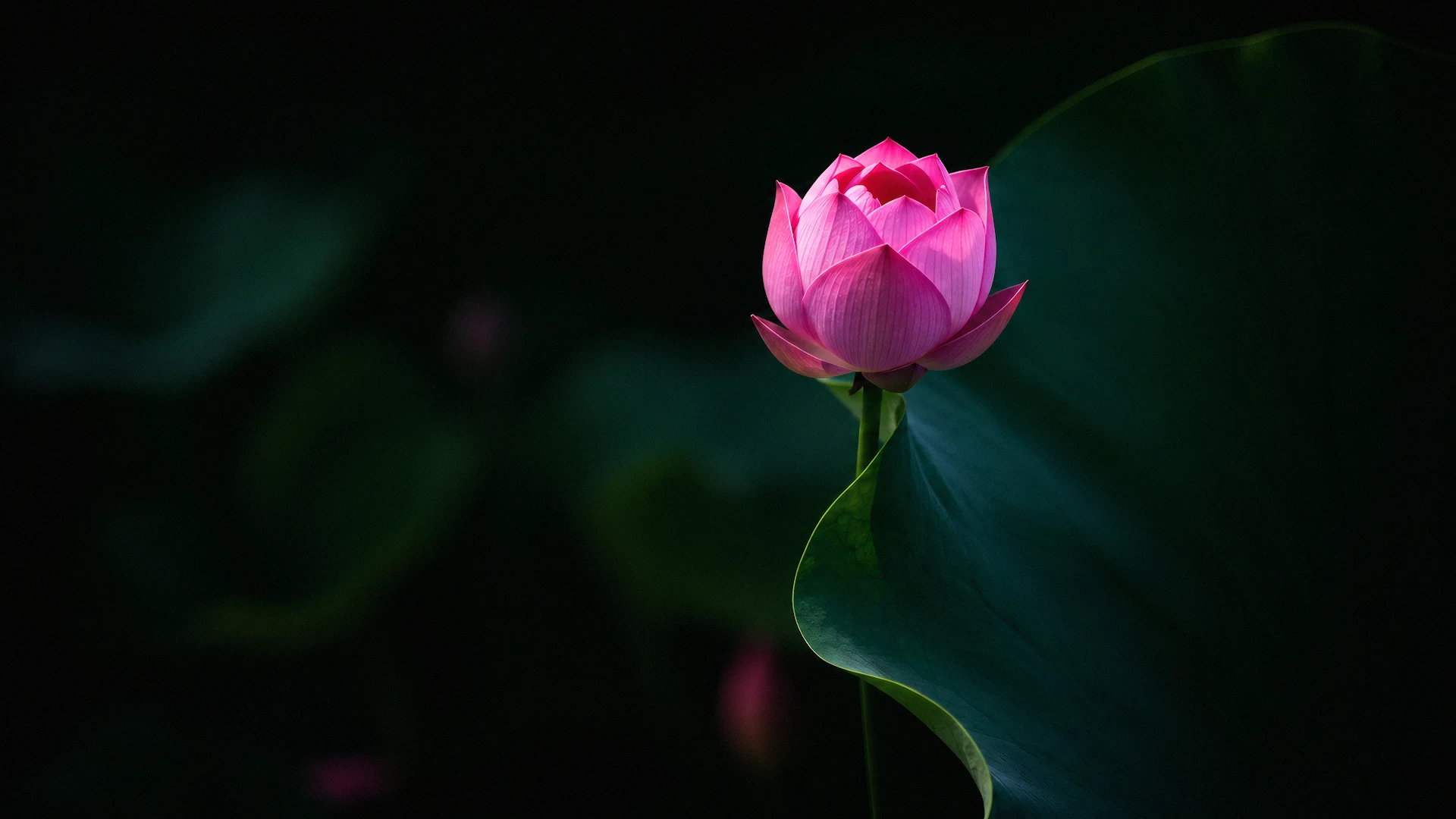 Blooming pink lotus flower glowing beside deep green leaf - Free 4K desktop Wallpaper