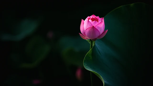 A vibrant pink lotus flower in bloom standing beside a large, elegant curved dark green leaf on a black background.