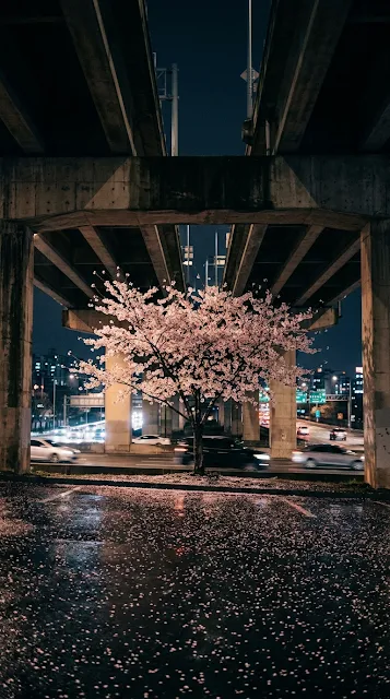 Cherry Blossom Tree Blooming Beneath City Overpass - Free 4K & 8K mobile Wallpaper