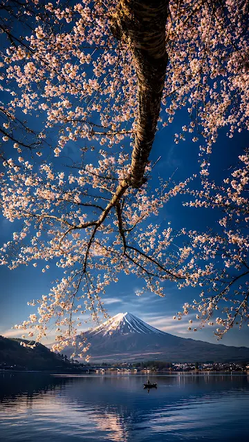Pink cherry blossom branch overhead framing snow-capped Mount Fuji reflected in a blue lake with a small rowboat.