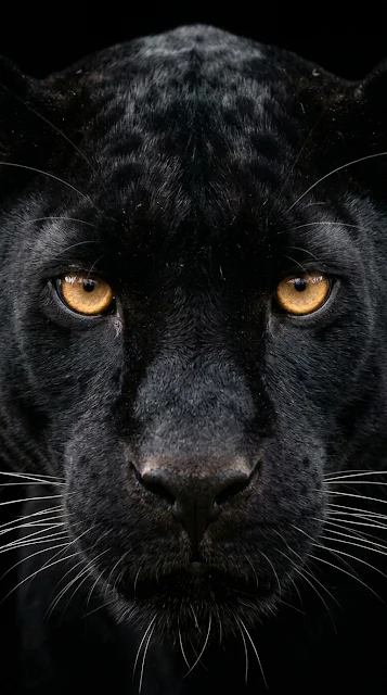 Close Up Portrait of Black Panther in Dark Shadow - Free 4K & 8K mobile Wallpaper