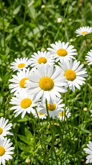 Cluster of White Daisies in Bright Summer Sunlight - Free mobile Wallpaper