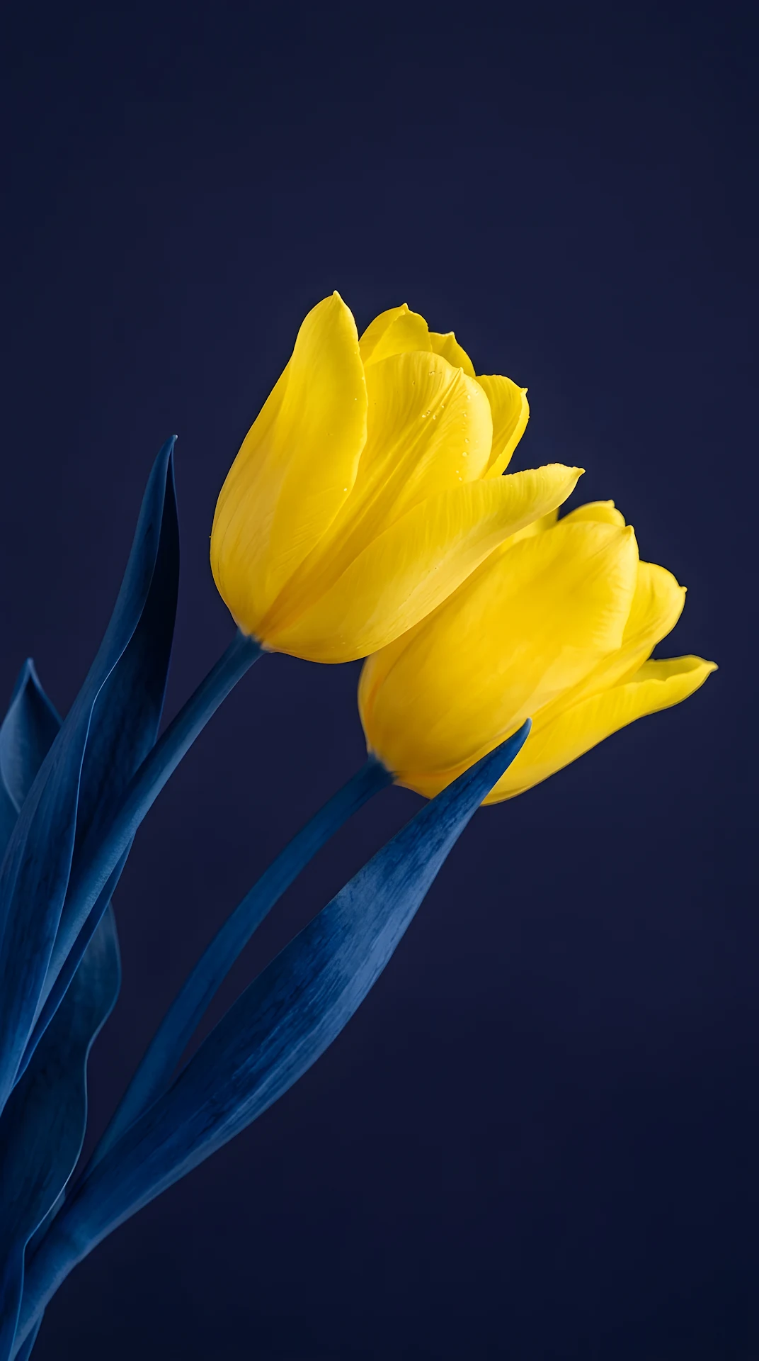 Creative Macro Shot of Yellow Tulips with Artificially Colored Blue Stems - Free 4K mobile Wallpaper
