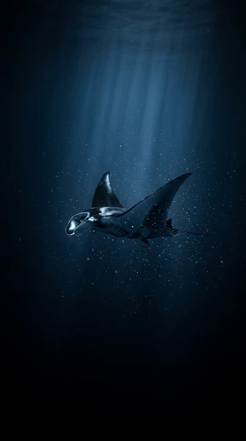 Deep Ocean Manta Ray Underwater AMOLED Wallpaper - Free 4K & 8K mobile Wallpaper