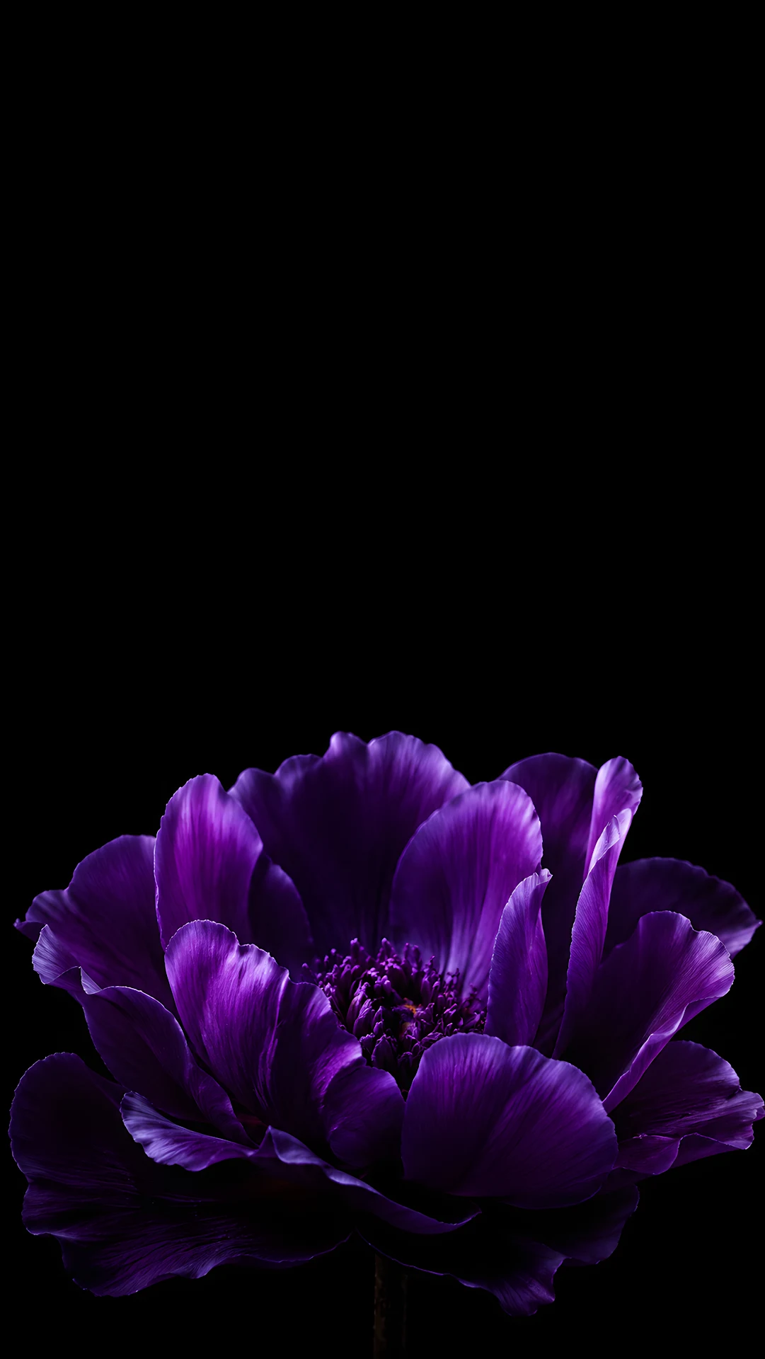 Deep Violet Flower Against a Dark Background - Free 4K mobile Wallpaper