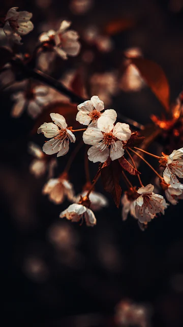 Close-up macro photo of tender white tree blossoms on a dark branch with golden sunset rim light and a soft dark bokeh background.