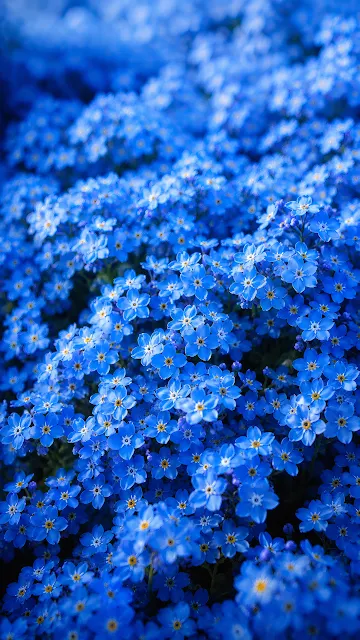 Close-up macro texture of tiny vibrant blue forget-me-not flowers with yellow centers.