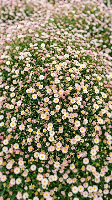 Dense Field of Pink and White Daisy Flowers - Free mobile Wallpaper