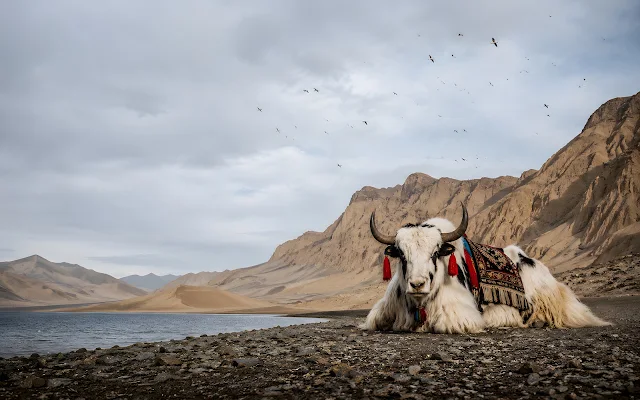 A domestic yak rests on a rocky shore with pale sandy mountains and flying birds across a widescreen horizon.