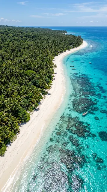 Drone View of Tropical Beach with Lush Palm Trees and Clear Water - Free 4K & 8K mobile Wallpaper