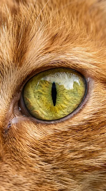 Extreme Close-Up Macro Shot Of A Yellow Cat Eye - Free mobile Wallpaper