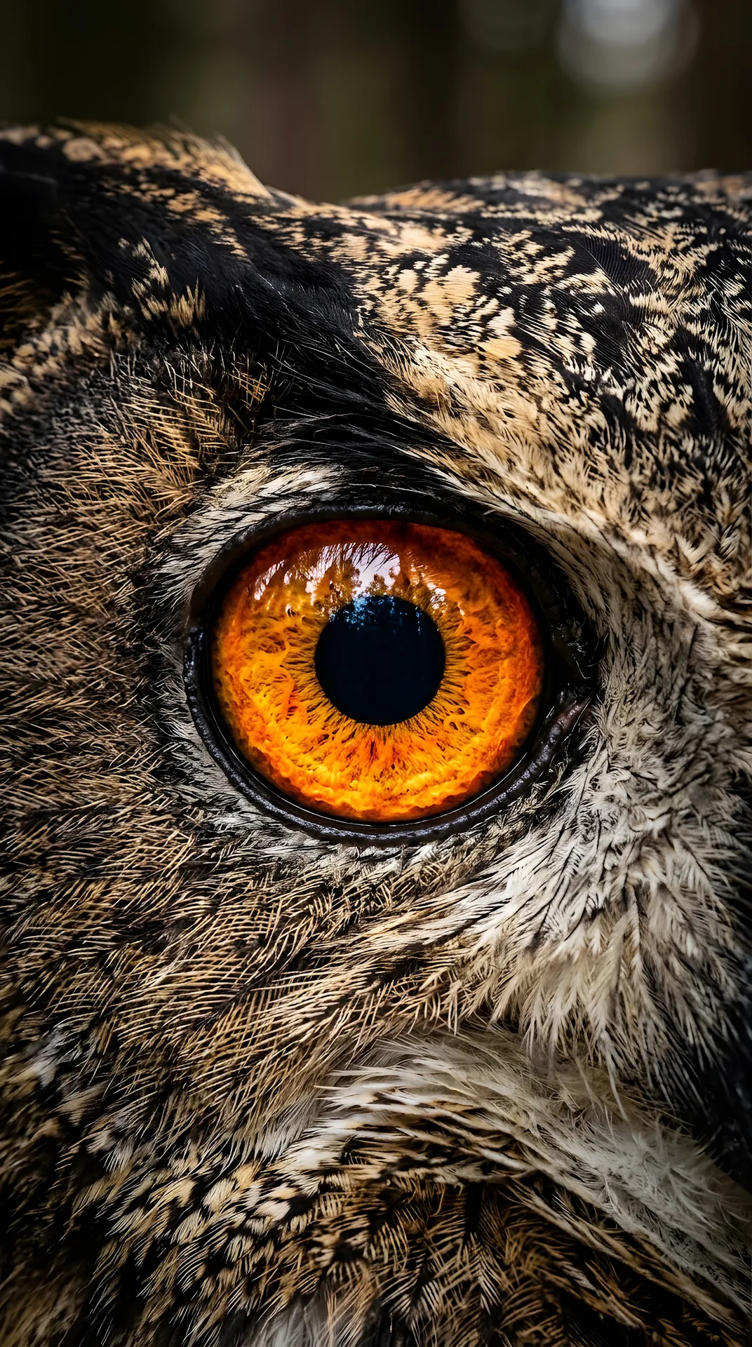 Extreme Close-Up Macro Shot Of An Owl's Eye - Free 4K mobile Wallpaper