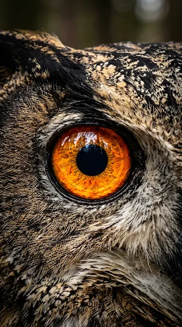 Extreme Close-Up Macro Shot Of An Owl's Eye - Free mobile Wallpaper