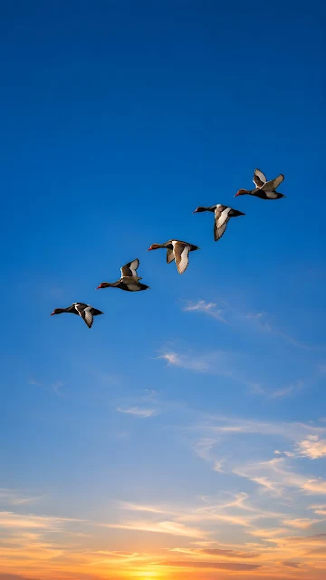 Five ducks flying in a precise diagonal line across a vivid blue sky with warm sunset clouds at the bottom.