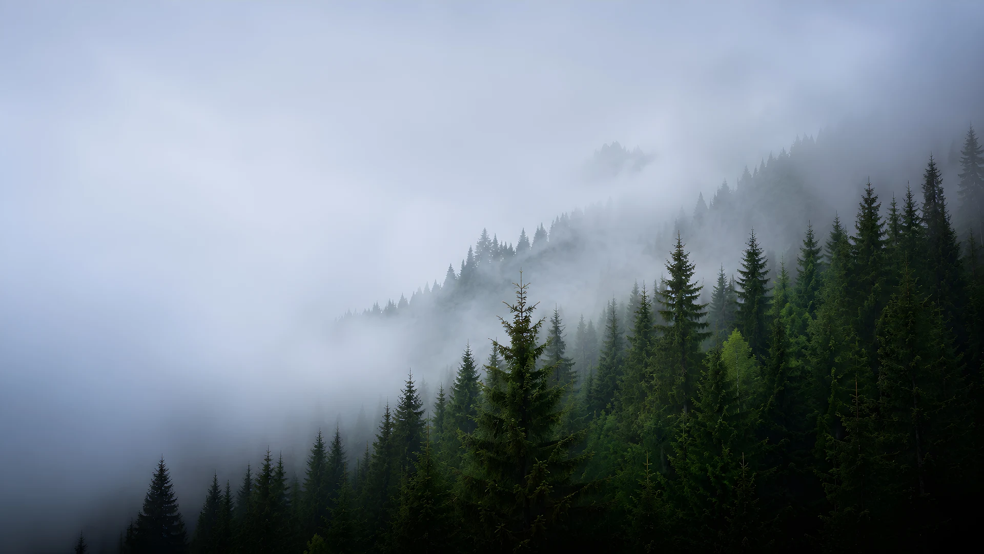 Foggy Coniferous Forest Mountain Aerial Wallpaper - Free 4K desktop Wallpaper