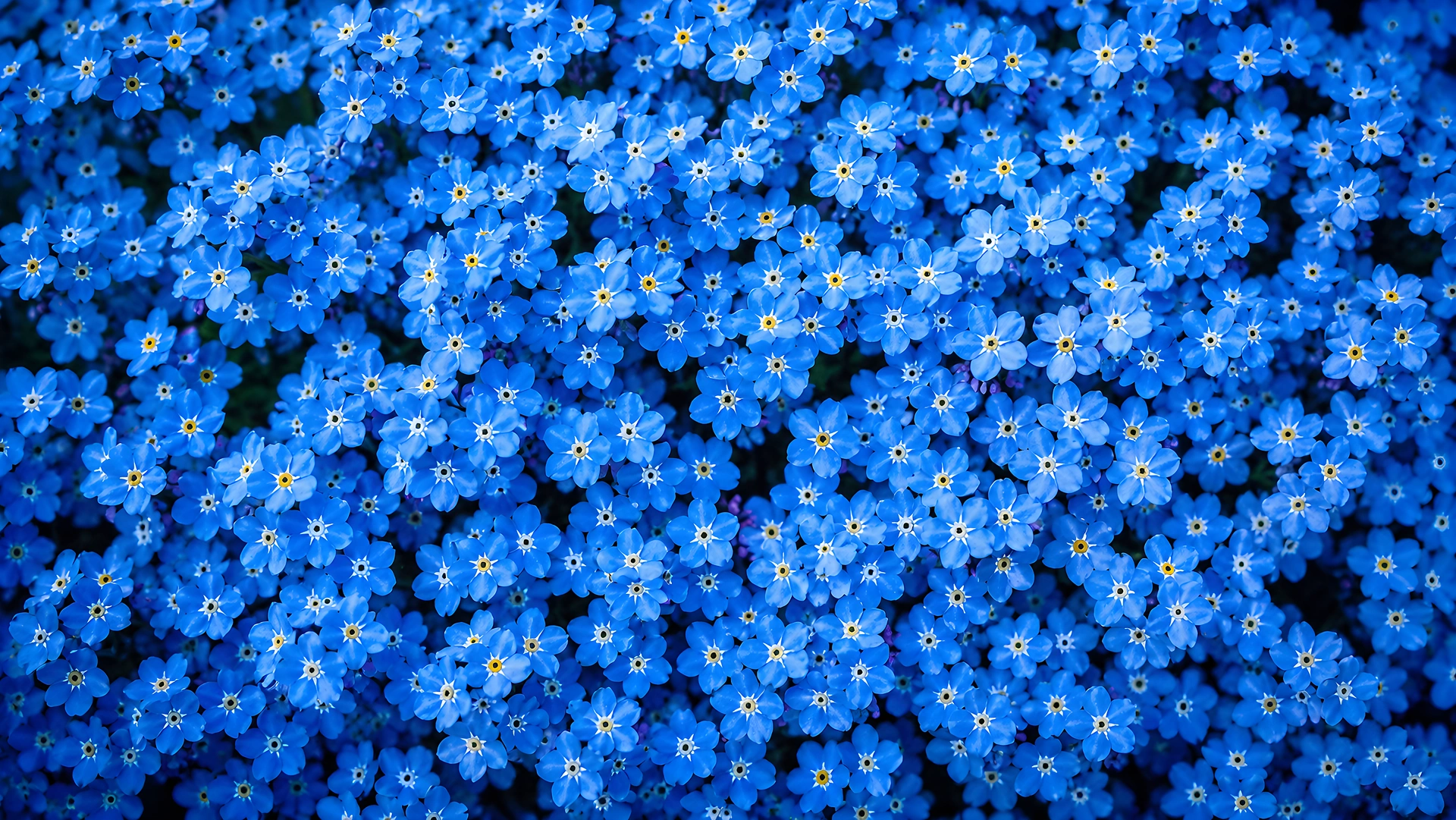 Download Blue Forget Me Not Flowers Macro Pattern 4K Wallpaper in 4K UHD Blue Forget Me Not Flowers Macro Pattern 4K - Free 8K and 4K desktop Wallpaper Background