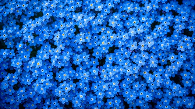 Top-down macro close up of dense blooming blue forget-me-not flowers with yellow center petals.