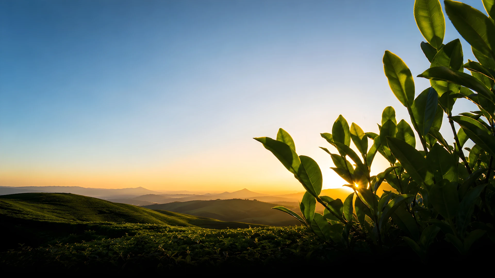 Fresh Green Tea Leaves in Morning Sun Wallpaper - Free 4K desktop Wallpaper
