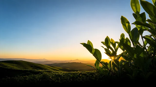 A close up view of fresh green tea leaves growing thick on a low hedge with bright morning sunlight filtering from behind.