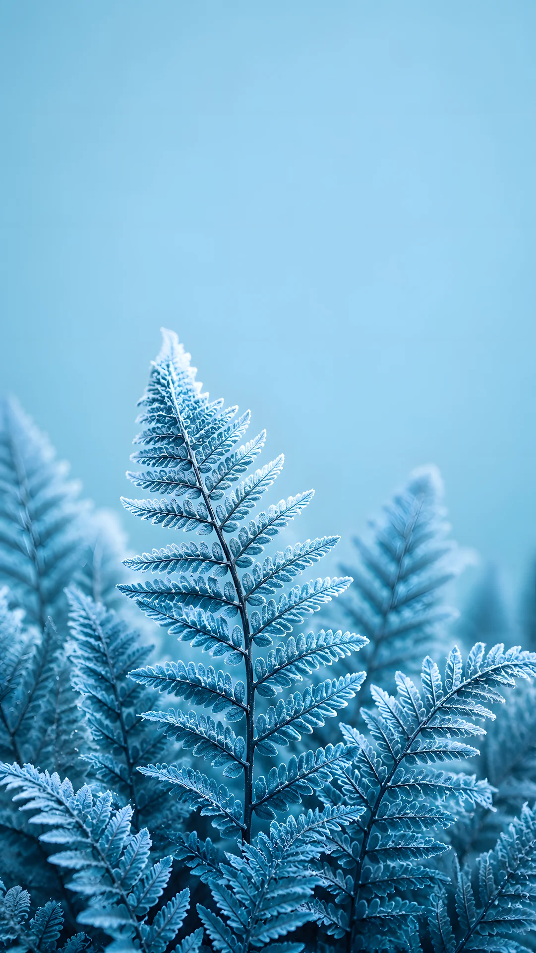 Frosted Blue Fern Leaves on a Soft Cyan Background - Free 4K mobile Wallpaper