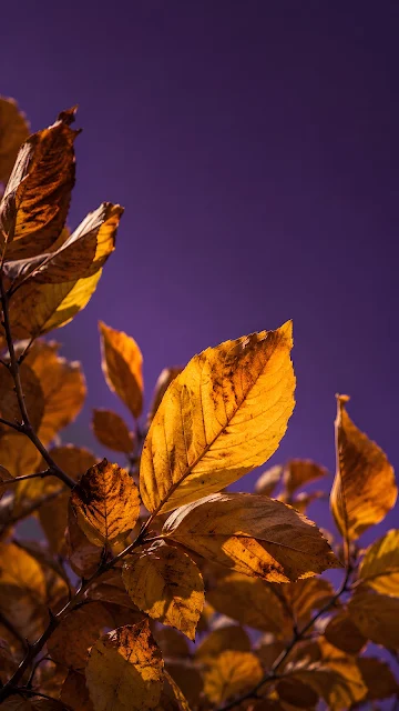 Golden autumn leaves glow from the lower frame against a deep violet background.