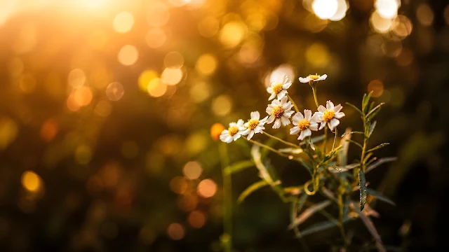 Golden daisy-like wildflowers glow in warm backlight against a soft meadow bokeh background.