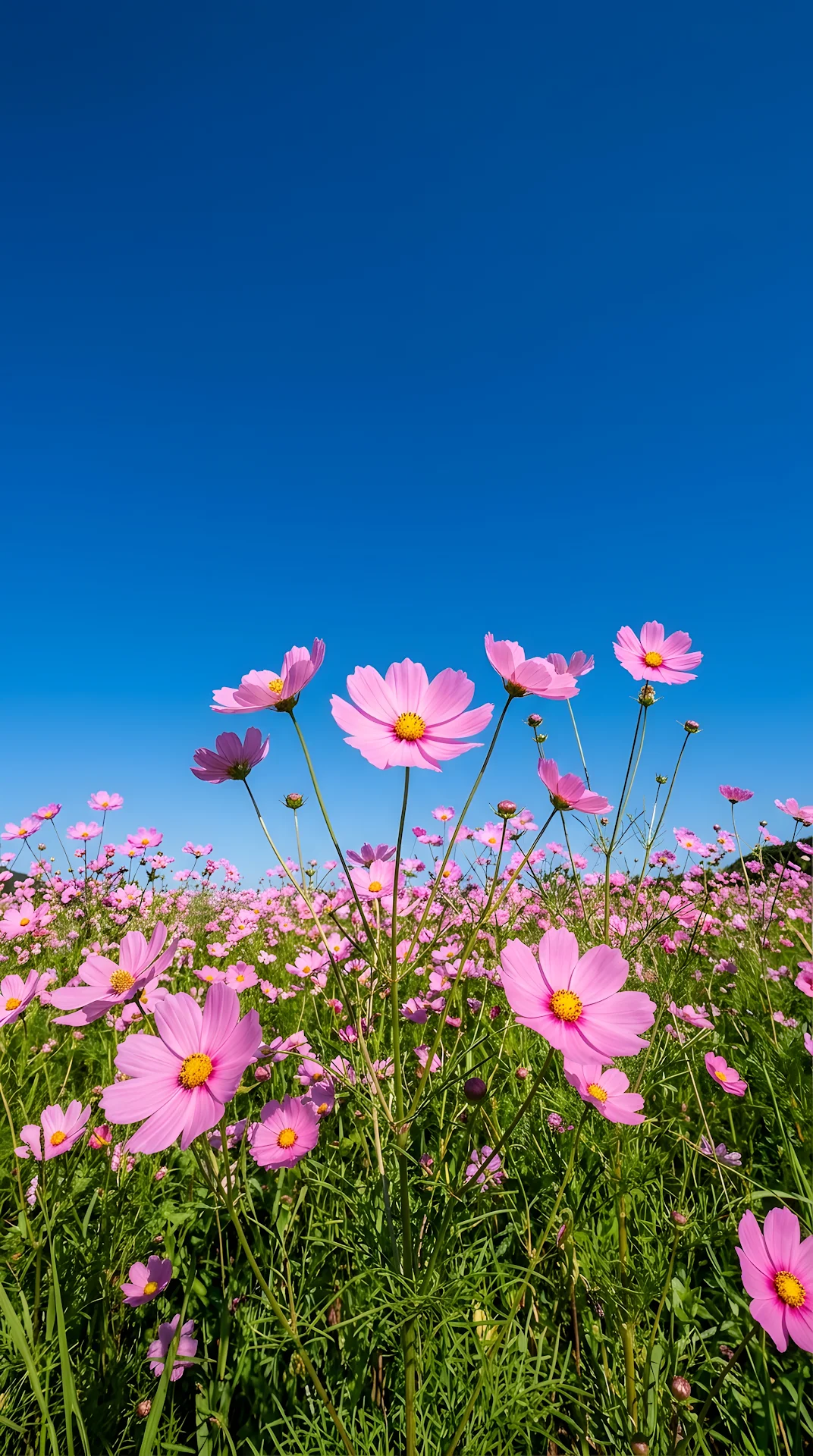 Low Angle View of Pink Cosmos Flowers Against a Clear Deep Blue Sky - Free 4K mobile Wallpaper