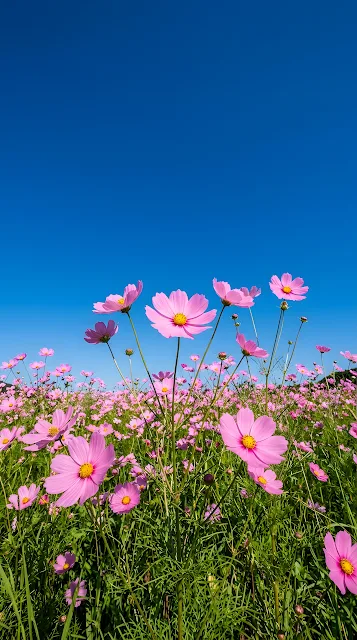 Low Angle View of Pink Cosmos Flowers Against a Clear Deep Blue Sky - Free mobile Wallpaper