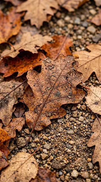 Macro Detail of Brown and Orange Fallen Autumn Leaves on Soil - Free 4K & 8K mobile Wallpaper