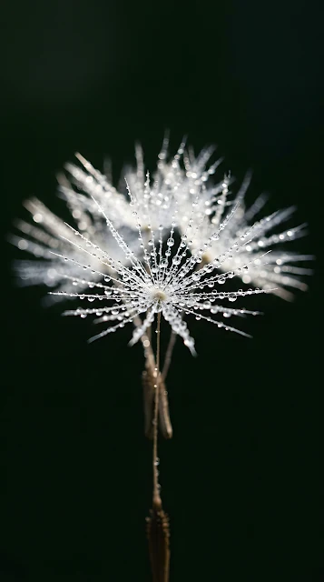 Macro Photography Of Dandelion Seeds With Water Droplets - Free mobile Wallpaper
