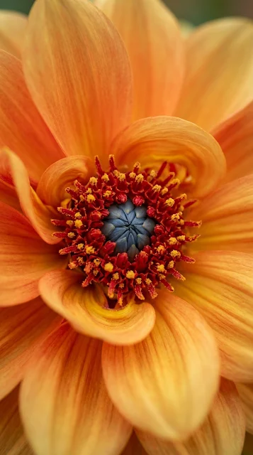 Macro Photography of an Orange Dahlia Flower Center - Free 4K & 8K mobile Wallpaper