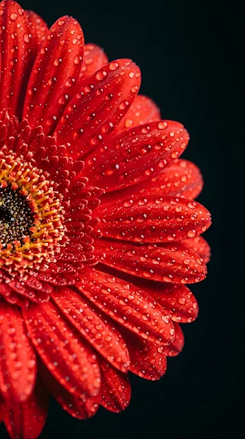 Macro Photography of a Vibrant Red Gerbera Daisy with Water Droplets - Free mobile Wallpaper