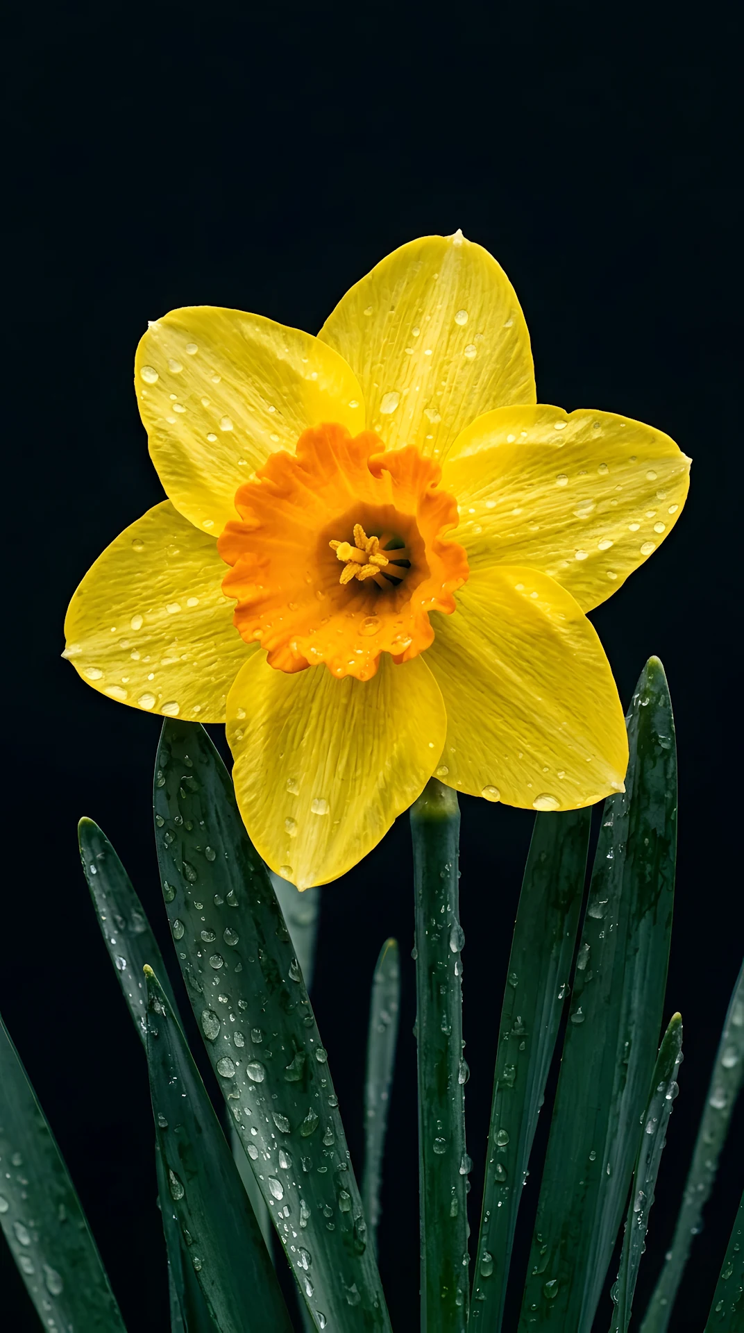 Macro Photography of a Yellow Daffodil with Raindrops on Dark Leaves - Free 4K mobile Wallpaper