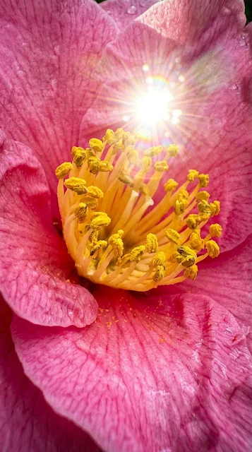 Macro Pink Camellia Flower with Sharp Lens Flare Sunburst - Free 4K & 8K mobile Wallpaper