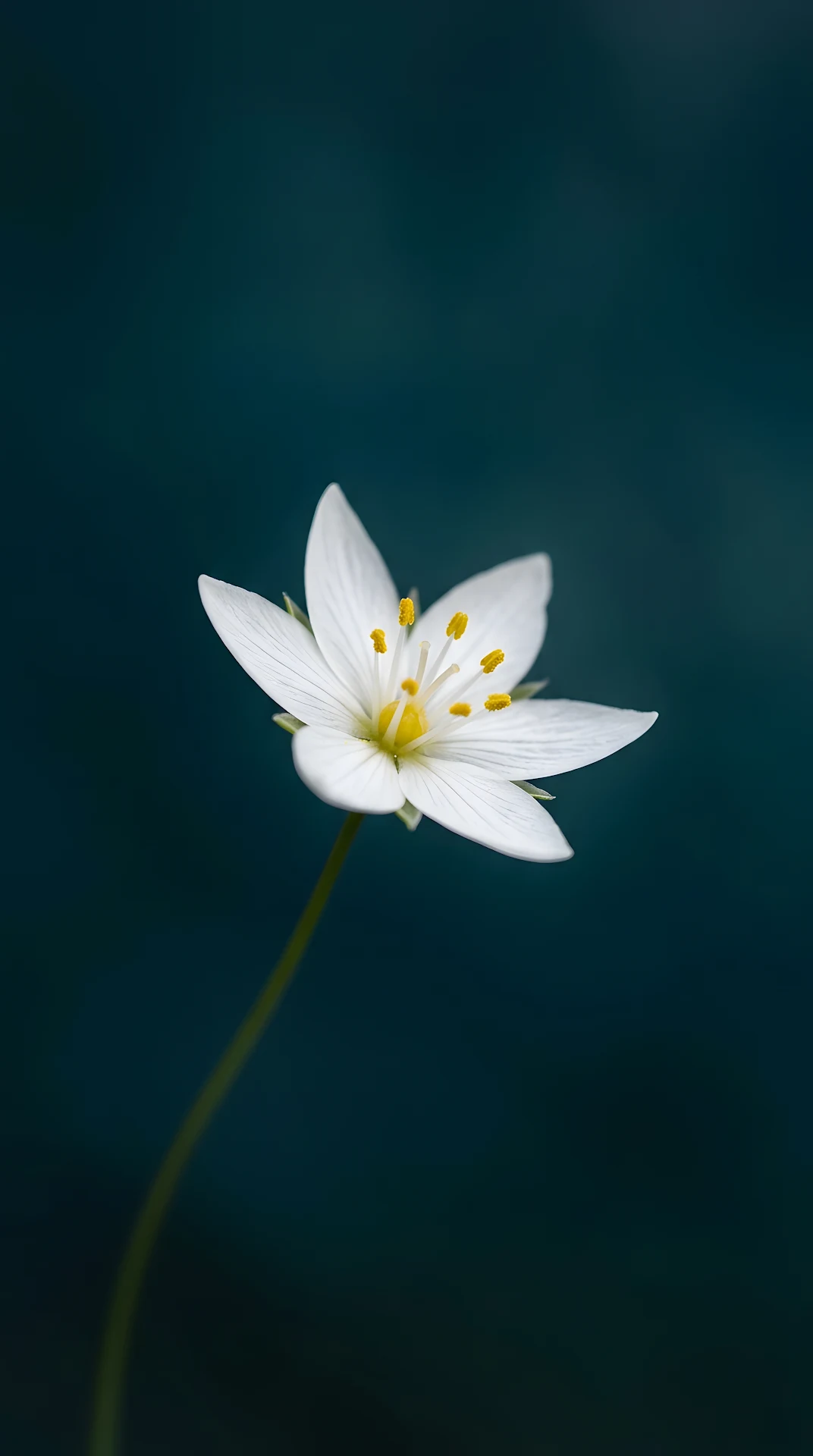 Macro Photo of a Single White Starflower on a Deep Teal Background - Free 4K mobile Wallpaper