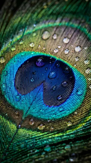 Macro View of a Peacock Feather with Shimmering Water Droplets - Free mobile Wallpaper
