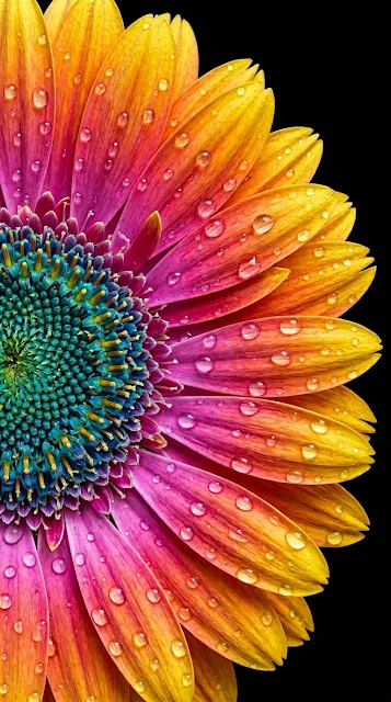 Macro Photo of Water Droplets on Colorful Gerbera Flower - Free 4K & 8K mobile Wallpaper