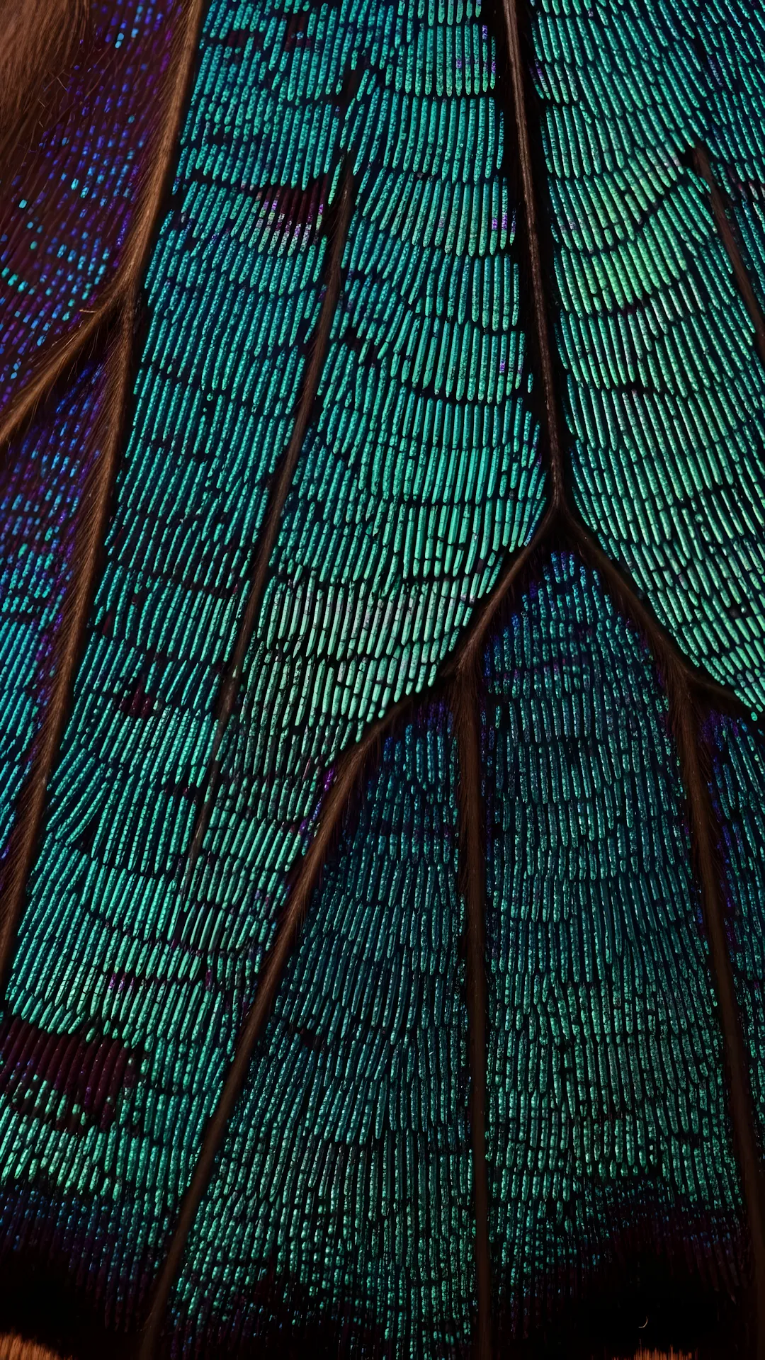 Microscopic Iridescent Blue-Green Butterfly Wing Scales - Free 4K mobile Wallpaper