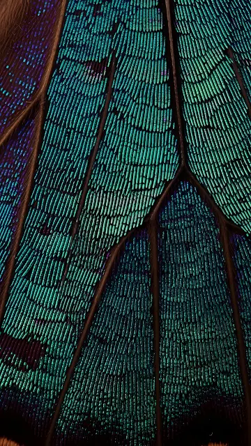 Microscopic Iridescent Blue-Green Butterfly Wing Scales - Free mobile Wallpaper