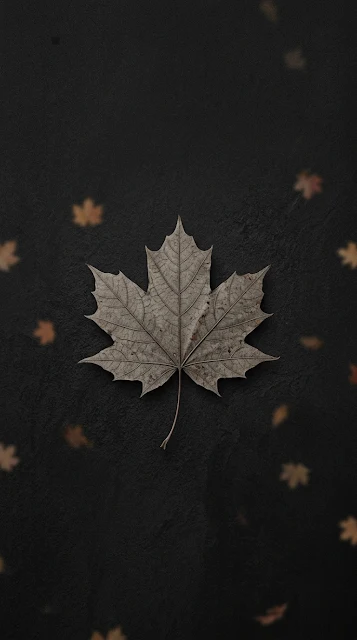 Minimalist Autumn Maple Leaf Silhouette on Textured Dark Background - Free 4K & 8K mobile Wallpaper