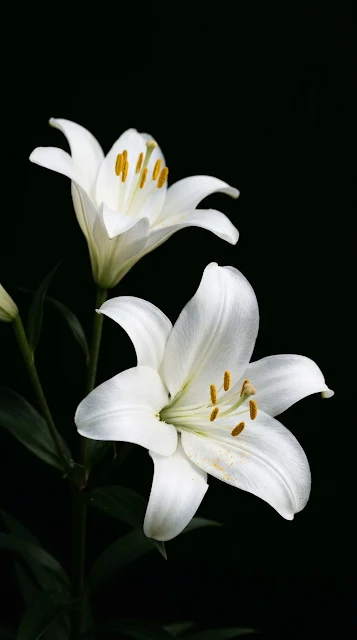 Minimalist Photography of Two White Lilies Against Solid Black Background - Free 4K & 8K mobile Wallpaper