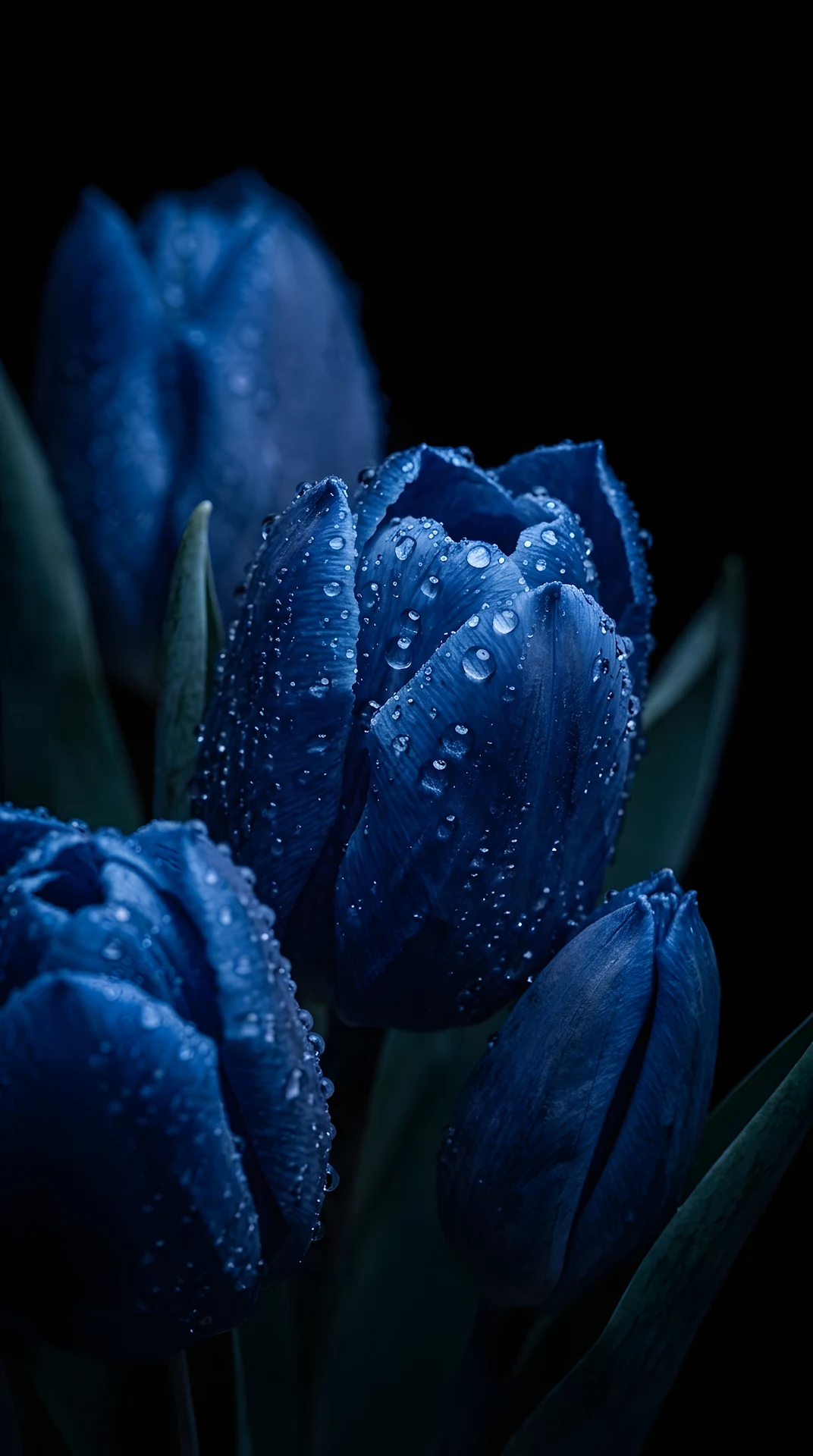 Moody Blue Tulip Flowers with Fresh Water Droplets - Free 4K mobile Wallpaper
