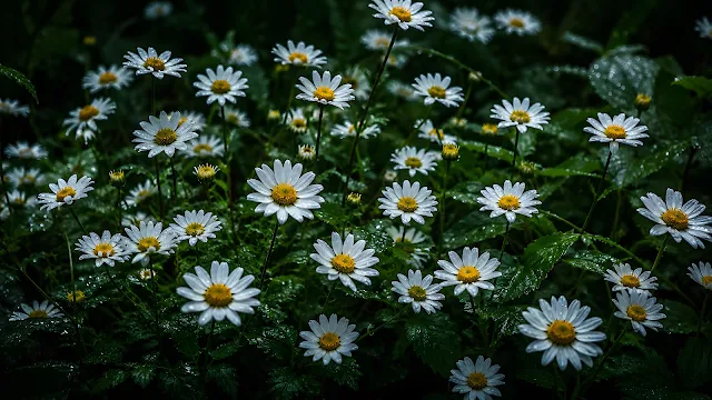 Dense collection of small white daisy flowers with yellow centers growing in deep dark green leaves.