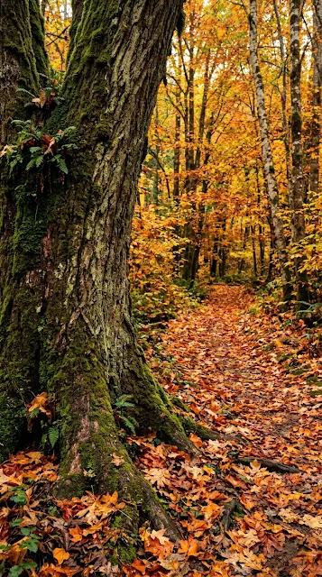 Mossy Tree Trunk Beside a Path Blanketed in Deep Orange Leaves - Free 4K & 8K mobile Wallpaper
