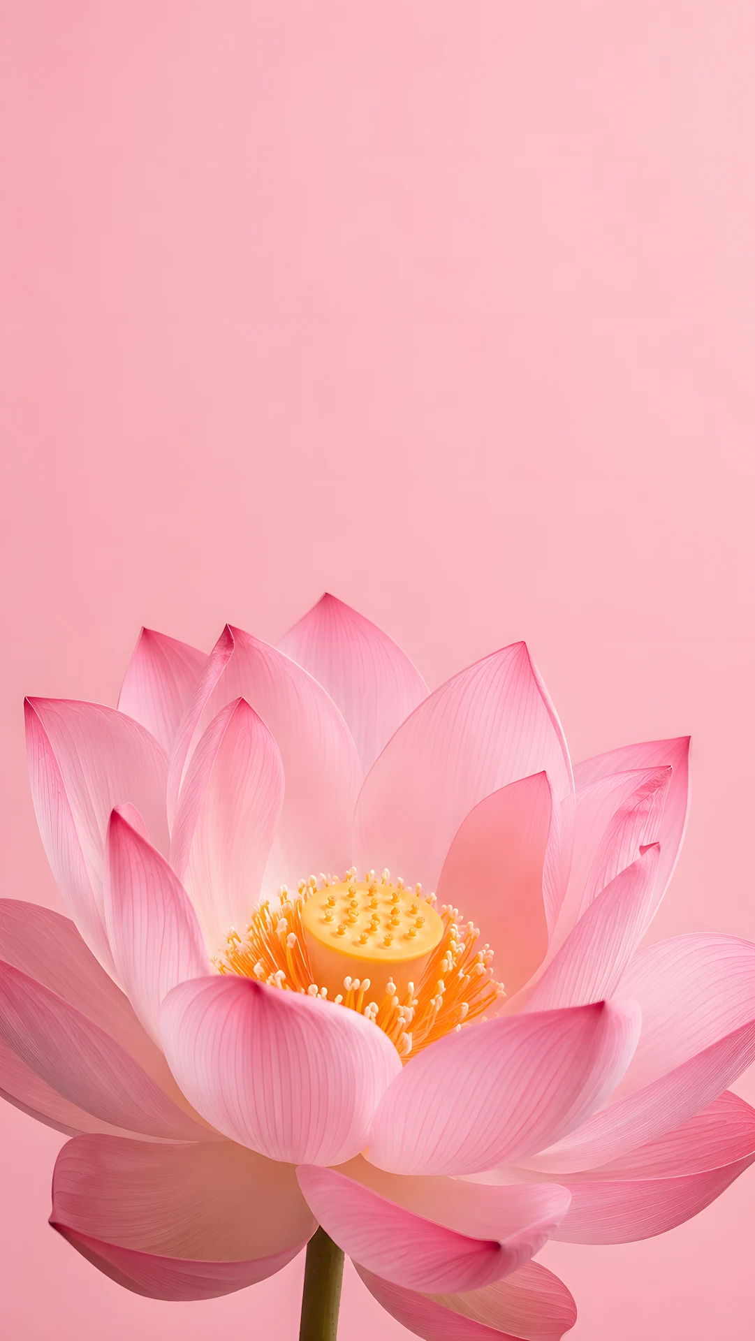 Pastel Pink Lotus Floating in Soft Blush Light - Free 4K mobile Wallpaper