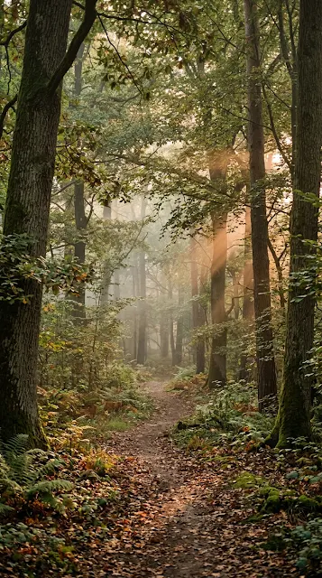 Peaceful Forest at Dawn with Gentle Mist and Dappled Light - Free 4K & 8K mobile Wallpaper