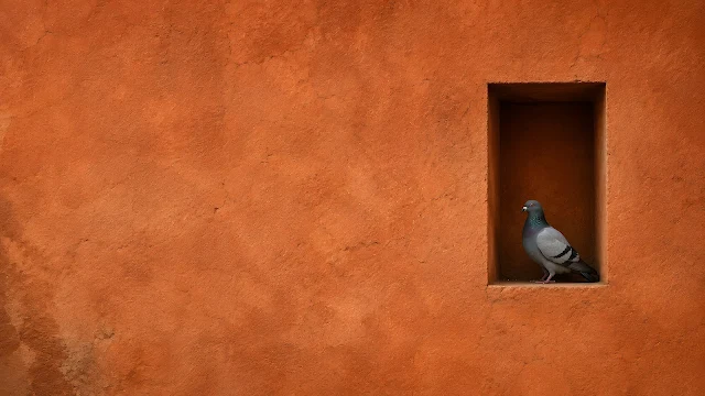 A grey pigeon sitting quietly inside a rectangular window alcove in a textured warm brown clay wall.