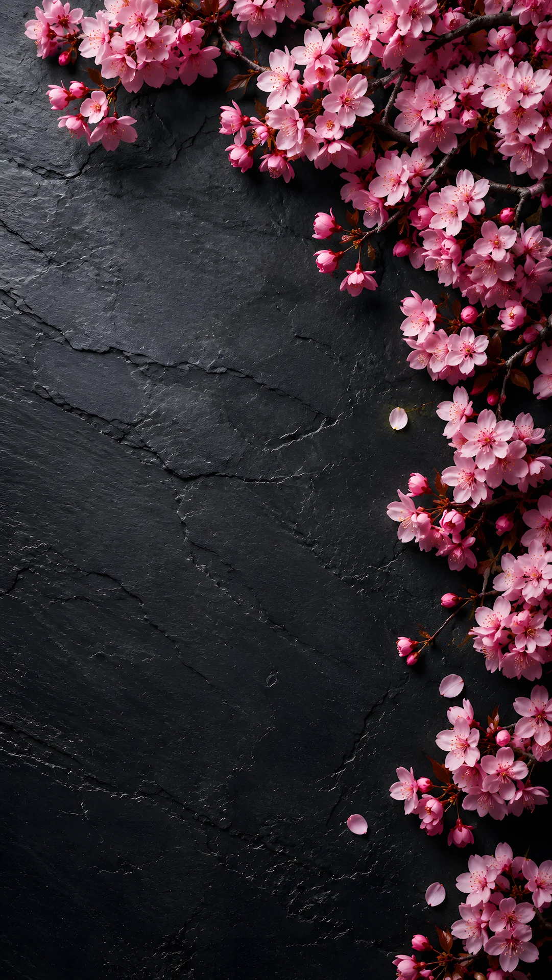 Pink cherry blossoms flatlay layout on dark slate stone background - Free 4K mobile Wallpaper
